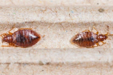 கனடாவில் மூட்டைப்பூச்சி தொல்லை அதிகமான நகரம் எது தெரியுமா?