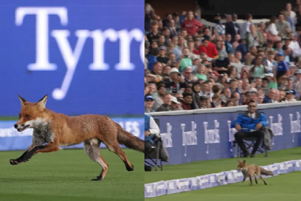 fox in lords ground
