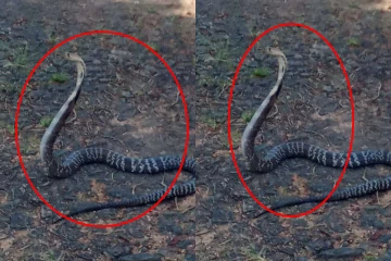 இலங்கையில் 6 அடி நீள நாகப்பாம்பு; அச்சத்தில் உறைந்த பிரதேசவாசிகள்