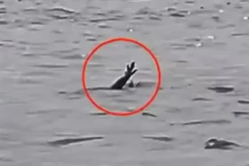 மனிதர்களை இழுக்க அப்படி நடிக்கும் முதலைகள் - படு வைரலாகும் வீடியோ!