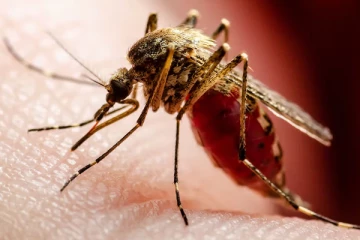 ஒரே ஒரு கொசுக்கடிதான்.. 1 மாதம் கோமாவில் படுத்த நபர் - 30 ஆப்ரேஷன் வேறயாம்.!