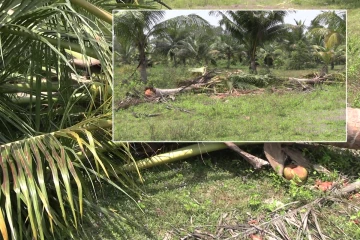 கிளிநொச்சியில் காட்டுயானைகளின் அட்டகாசம்.. உயிராபத்து குறித்து பொதுமக்கள் கோரிக்கை