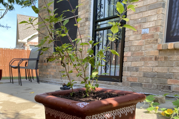 நாளை உத்பன்ன ஏகாதசி 2025: அதிர்ஷ்டம் உண்டாக நாளை இந்த 4 பரிகாரங்கள் செய்யுங்கள் | 2025 Nov Utpanna Ekadashi Worship And Remedies நாளை உத்பன்ன ஏகாதசி 2025: அதிர்ஷ்டம் உண்டாக நாளை இந்த 4 பரிகாரங்கள் செய்யுங்கள் | 2025 Nov Utpanna Ekadashi Worship And Remedies