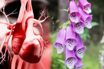 இப்படி ஒரு மலரா? இந்த அழகான மலரிடம் ஜாக்கிரதையா இருங்க... மாரடைப்பை ஏற்படுத்துமாம்