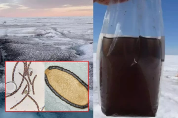 ஆர்டிக் பிரதேசத்தில் உருவான நன்மை தரும் ராட்சத வைரஸ் - இதற்கு தீர்வாக அமையுமா..?