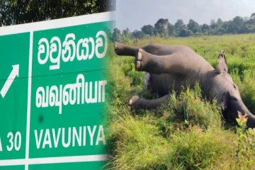 வவுனியாவில் யானையின் சடலம் மீட்பு: பண்ணை உரிமையாளர் கைது!