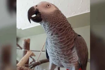 கனடாவில் இந்த கிளியை கண்டு பிடித்துக் கொடுப்பவருக்கு சன்மானம்