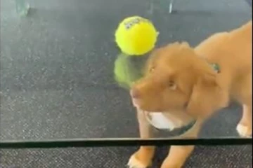 பந்தை கவ்வ திணறும் நாய்க்குட்டி....என்னடா இது இப்படி ஒரு சோதனை!