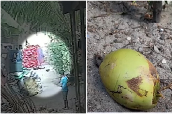 இரண்டு வயது குழந்தைக்கு எமனான தேங்காய் : கடும் துயரத்தில் பெற்றோர் | Child Dies After A Coconut Falls On His Head