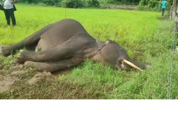 புத்தளத்தில் 2 கொம்பன் யானைகள் மின்சார வேலியில் சிக்கி பலி