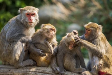 குரங்கின் இறப்பு எப்படி இருக்கும்? பலருக்கும் தெரியாத உண்மை