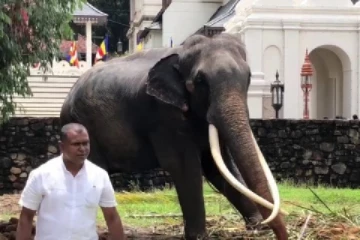 மீண்டும் தாய்லாந்து நோக்கி பறந்தது முத்துராஜா