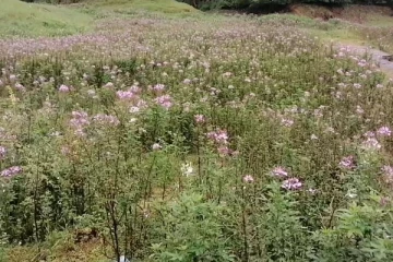 நீர்த்தேக்கத்தின் மத்தியில் பூத்துக் குலுங்கும் வண்ணமயமான பூக்கள் (Photos)