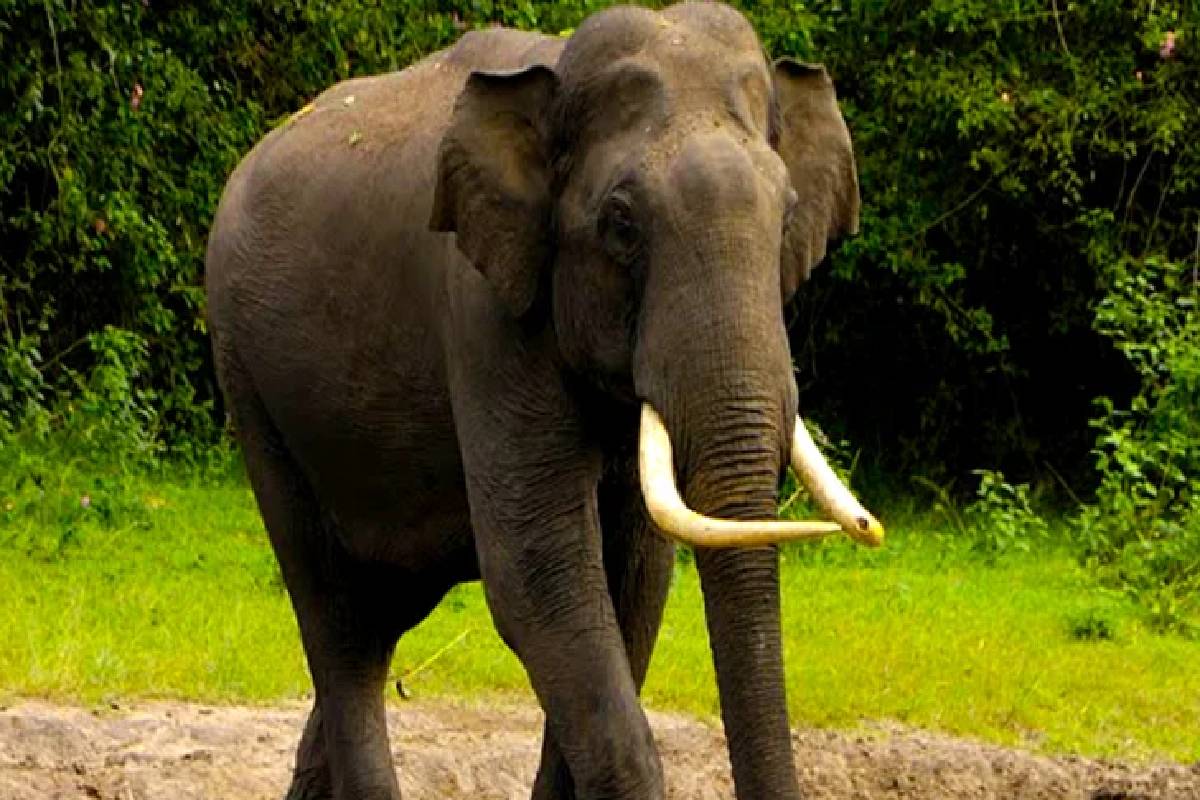 தமிழர் பகுதியில் மின்சார வேலியில் சிக்கி காட்டு யானை உயிரிழப்பு | Wild Elephant Dies Getting Caught Electric Fence தமிழர் பகுதியில் மின்சார வேலியில் சிக்கி காட்டு யானை உயிரிழப்பு | Wild Elephant Dies Getting Caught Electric Fence