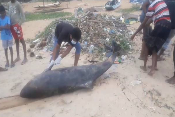 மாரவில கடற்கரையில் உயிரிழந்த நிலையில் கரையொதுங்கிய டொல்பின்! | Dolphin Washed Up On Marawila Beach