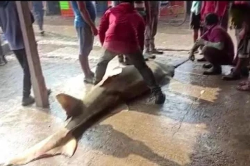 550 கிலோ எடையுடன் சிக்கிய அரிய வகை மீன்!