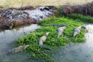 முதலைகளின் நடமாட்டம் அதிகரிப்பு!: அச்சத்தில் மக்கள் (Photos)