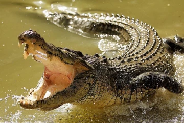 திருகோணமலை பகுதியில் ஏழு அடி நீளமான முதலை கிணற்றிலிருந்து மீட்பு(Video)