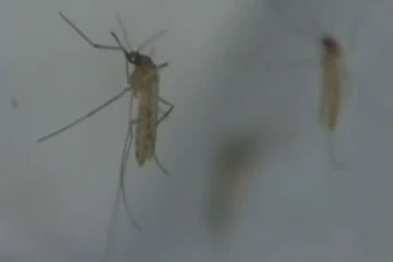 கனடாவின் நுளம்பினால் ஏற்படும் பாதிப்பு குறித்து எச்சரிக்கை