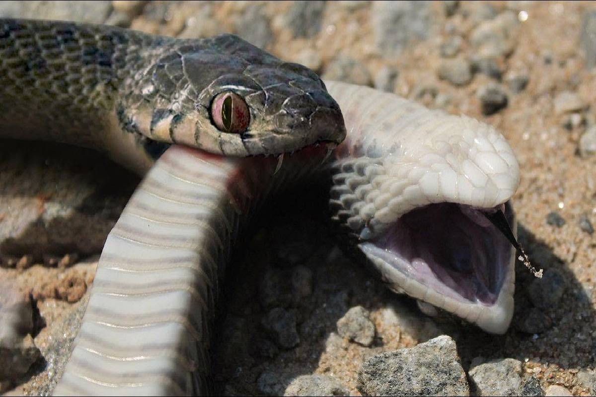 பாம்பே பாம்பைக் கடித்தால் உயிரிழப்பு ஏற்படுமா? அறிவியல் விளக்கம் | What Happens If A Snake Bites Another Snake