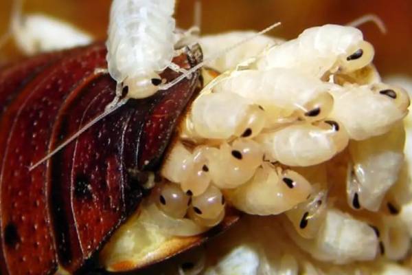 அதிக விலைக்கு விற்பனையாகும் கரப்பான் பூச்சி பால் அதிக விலைக்கு விற்பனையாகும் கரப்பான் பூச்சி பால்