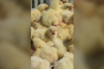 30000 கோழிக் குஞ்சுகளைத் தேடும் பொலிஸார்; எந்த நாட்டில் தெரியுமா