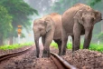 யானைகள் ரயில்களில் மோதுவதைத் தடுக்க சிறப்புத் திட்டம்