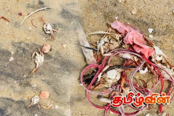 மட்டக்களப்பு கடற்பகுதியில் கரையொதுங்கும் நண்டுகள்