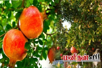 ஆரோக்கியத்தை வாரிக் கொடுக்கும் மாதுளம் பழம்.. கிளிநொச்சியில் அமோக விளைச்சல்