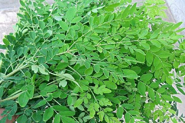 முருங்கை இலையில் ஒளிந்துள்ள அற்புத மருத்துவ பலன்கள்! | Amazing Medicinal Benefits Hidden Drumstick Leaf