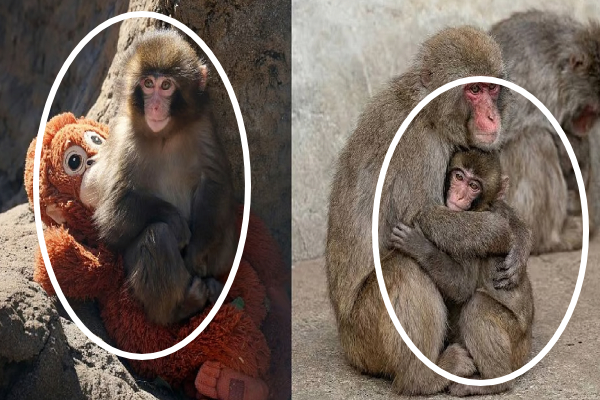 சமூக வலைத்தளங்களில் வைரலான குரங்கு குட்டி; கூட்டத்துடன் இணைந்ததால் ஆனந்தம்! | Viral Baby Monkey Punch Finally Accepted Family