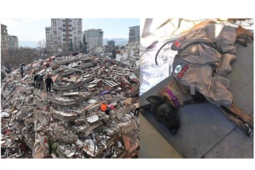 துருக்கியில் இடிபாடுகளில் 40 பேரை உயிருடன் கண்டுபிடித்த நாய்... - நிம்மதியாக உறங்கிய படம் வைரல்..!