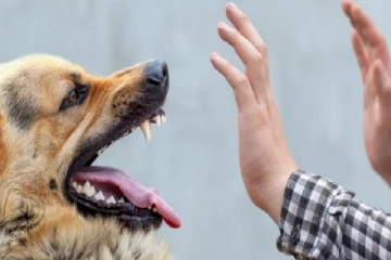 விஷர் நாயை வளர்த்த பிரான்ஸ் பிரஜை கைது