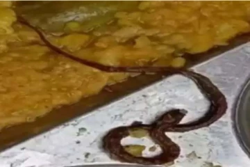 பள்ளி உணவில் இறந்து கிடந்த பாம்பு! மருத்துவமனையில் அனுமதிக்கப்பட்ட 110 மாணவர்கள்