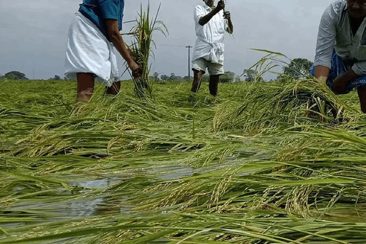 சீரற்ற வானிலையால் பாதிக்கப்பட்ட விவசாயிகளுக்கு விரைவில் இழப்பீடு | Compensation Soon For Farmers Affected Weather
