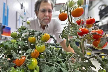 விண்வெளியில் இருந்து பூமிக்கு கொண்டுவரப்படும் தக்காளி