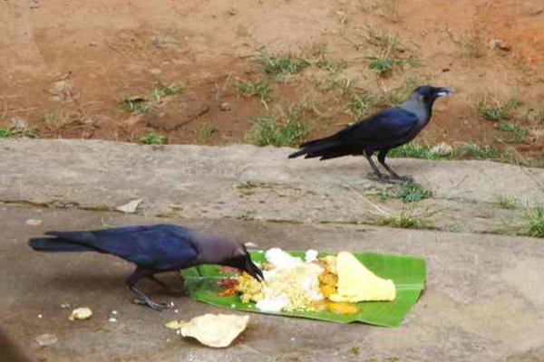 முன்னோர்களின் ஆசி கிடைக்கும் ஆடி அமாவாசை; பாவங்கள் போக இப்படி வழிபடுங்கள்! | Aadi Amavasya 2025 July 24 Pitru Blessings
