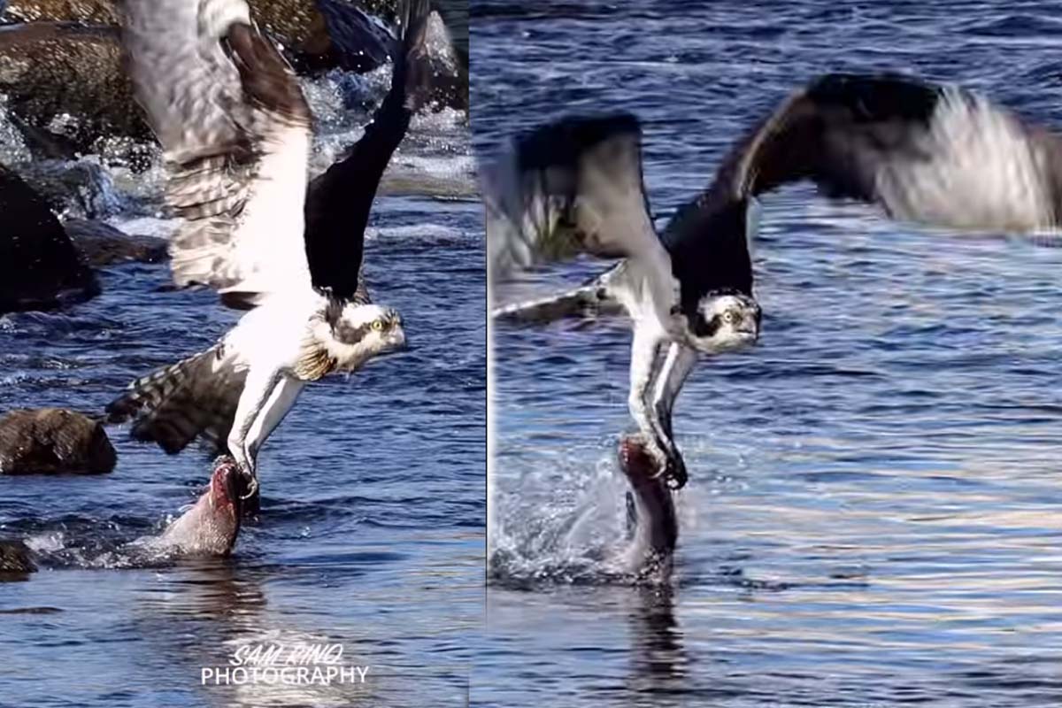 Viral Video: கழுகின் பிடியில் சிக்கிய ராட்சத மீன்... மீண்டும் மீண்டும் நிச்சயம் பார்ப்பீங்க | Eagle Hunt Big Fish On Water Viral Video