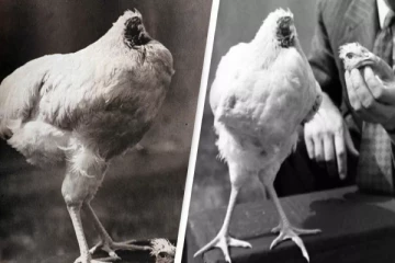 தலையே இல்லை.. 18 மாதங்கள் உயிர்வாழ்ந்த அதிசய கோழி - இறுதியில் நேர்ந்த சோகம்!