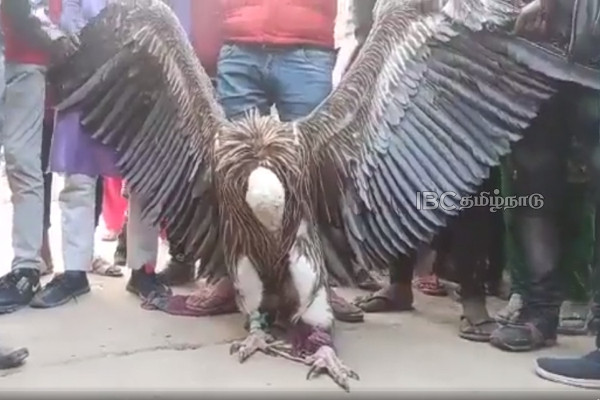uttar-pradesh-viral-video-discovery-of-the-eagle uttar-pradesh-viral-video-discovery-of-the-eagle