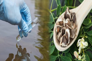 முருங்கை விதைகளின் அதிசய திறன் ; உலக நீர் பாதுகாப்புக்கு புதிய வழி