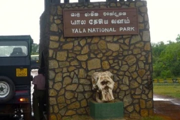 இலங்கையில் சுற்றுலாப் பயணிகள் கண்ட அரியவகை கருஞ்சிறுத்தை!