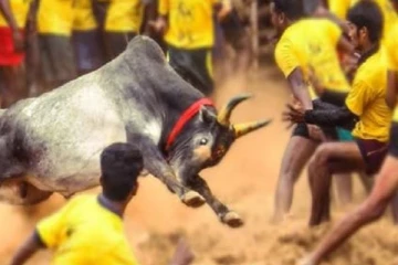 திமிரும் காளைகள் , அடக்கும் காளையர்கள் : பாலமேடு ஜல்லிக்கட்டு சின்னப்பட்டியை சேர்ந்த தமிழரசன் முதலிடம்