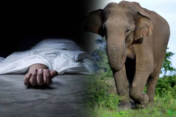 அம்பாறையில் காட்டு யானை தாக்கி வயோதிபர் உயிரிழப்பு!