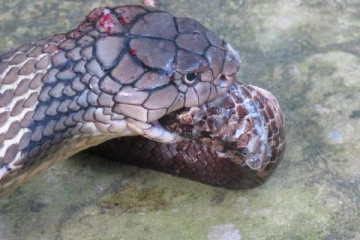 நல்ல பாம்பை சாப்பிட்ட ராஜ நாகம்: திகிலூட்டும் புகைப்படம்