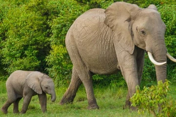 யானை தாக்கி ஒருவர் உயிரிழப்பு