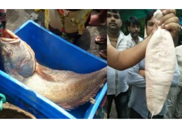 வீசிய வலையில் சிக்கிய தங்க மீன்கள்...  ஒரே நாளில் கோடீஸ்வரரான மீனவர்