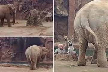 தண்ணீருக்குள் தத்தளித்த மான்! காப்பாற்ற கதறிய யானை: நெகிழ்ச்சி காட்சி