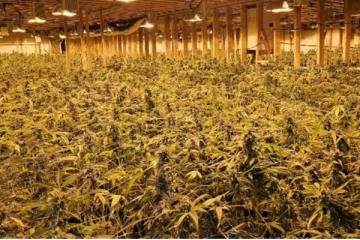 கனடாவில் போதைப் பொருள் குற்றங்கள் அதிகரிப்பு