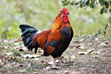 வீட்டிற்கு சேவலை பலி கொடுக்க நினைத்த நபர்! இறுதியில் தனது உயிரைக் கொடுத்த சோகம்: நடந்தது என்ன?